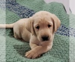 Puppy Black collar Labrador Retriever