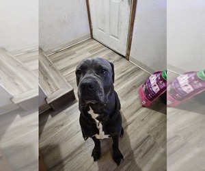 Father of the Cane Corso-Rottweiler Mix puppies born on 06/23/2025