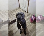 Small Photo #1 Cane Corso-Rottweiler Mix Puppy For Sale in ROSEBURG, OR, USA
