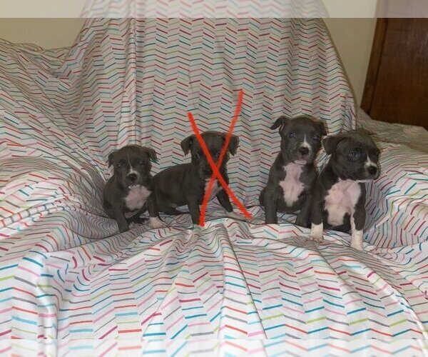 Medium Photo #4 Rottweiler-American Pit Bull Terrier Puppy For Sale in DETROIT, MI, USA