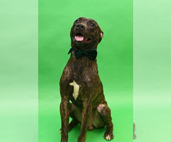 Medium Photo #1 American Pit Bull Terrier-Unknown Mix Puppy For Sale in Gloversville, NY, USA