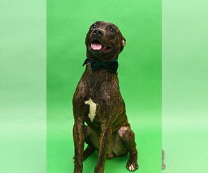 American Pit Bull Terrier-Unknown Mix Dogs for adoption in Gloversville, NY, USA