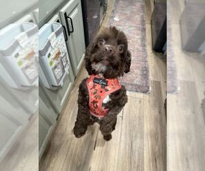 Cavapoo Dogs for adoption in Tenafly, NJ, USA