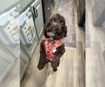Small Cavapoo