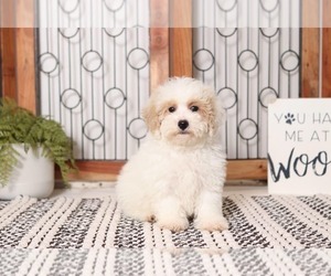 Poodle (Miniature) Puppy for sale in NAPLES, FL, USA