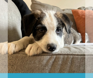 Border-Aussie Puppy for Sale in CAMARILLO, California USA
