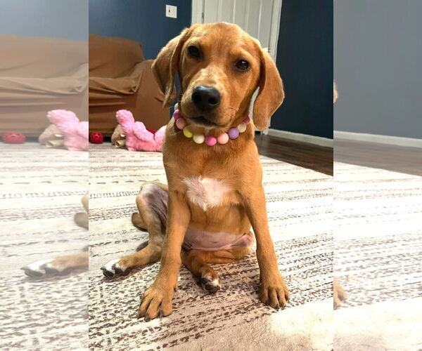 Medium Photo #1 Beagle-Unknown Mix Puppy For Sale in Wakefield, RI, USA