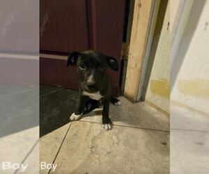 Mutt Dogs for adoption in San Antonio, TX, USA