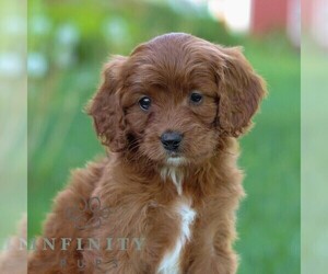 Cavapoo Puppy for sale in LITITZ, PA, USA