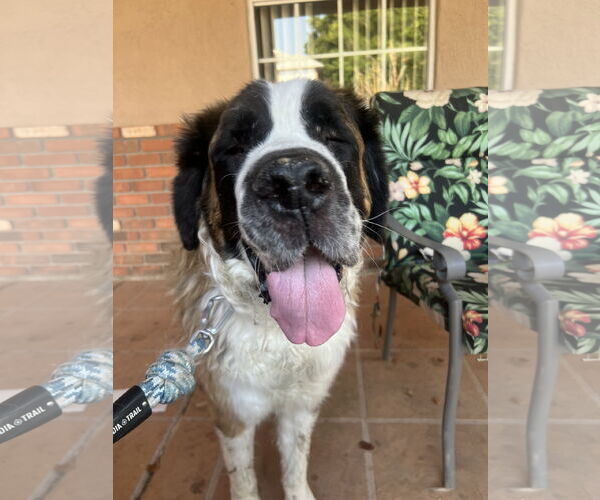 Medium Photo #3 Saint Bernard Puppy For Sale in Goodyear, AZ, USA