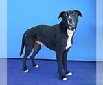 Small #1 Labrador Retriever Mix