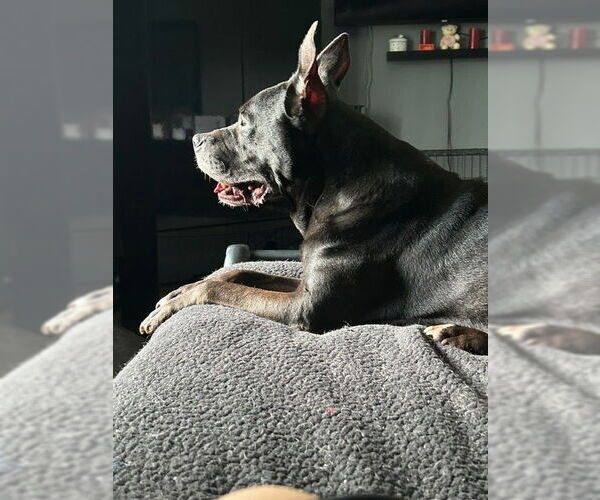 Medium Photo #4 Mutt Puppy For Sale in Crete, IL, USA