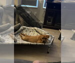Small #1 Mutt