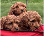 Small #7 Goldendoodle (Miniature)