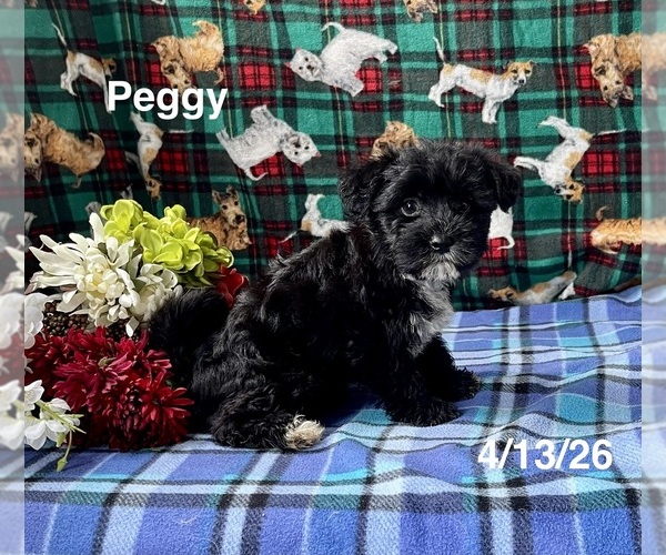 Medium Photo #3 Zuchon Puppy For Sale in MOUNT PLEASANT, MI, USA
