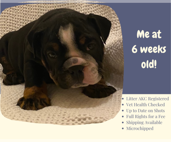 Medium Photo #2 English Bulldog Puppy For Sale in NEOSHO, MO, USA