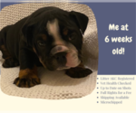 Small Photo #2 English Bulldog Puppy For Sale in NEOSHO, MO, USA
