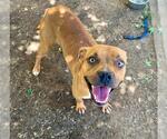 Small #1 Mutt