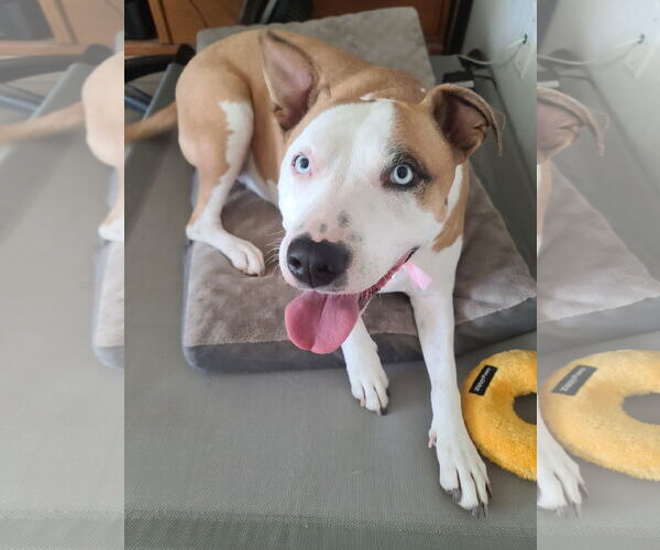 Medium Photo #5 American Pit Bull Terrier Puppy For Sale in Chandler, AZ, USA