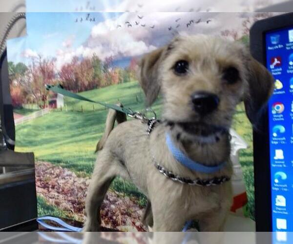 Medium Photo #1 Mutt Puppy For Sale in Moreno Valley, CA, USA