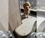 Small #17 Goldendoodle