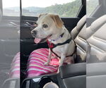 Small #3 Beagle Mix