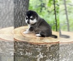 Small #4 Alaskan Klee Kai-Pomsky Mix