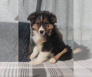Australian Shepherd Puppy for sale in INDIANAPOLIS, IN, USA