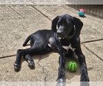 Small Photo #20 German Shorthaired Pointer Puppy For Sale in MCKINNEY, TX, USA