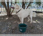 Small #2 Great Pyrenees