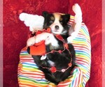 Small Photo #3 Miniature Australian Shepherd Puppy For Sale in HARTVILLE, MO, USA