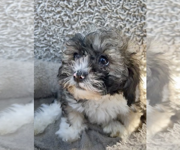 Medium Photo #47 Zuchon Puppy For Sale in RENO, NV, USA