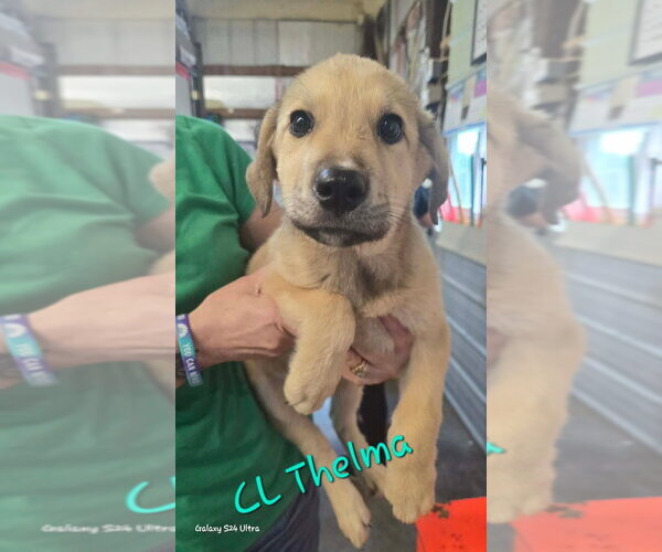 Medium Photo #1 Great Pyrenees-Unknown Mix Puppy For Sale in Foristell, MO, USA