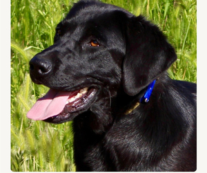 Father of the Labrador Retriever puppies born on 09/26/2025