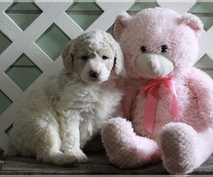 Poodle (Standard) Puppy for sale in FREDERICKSBURG, OH, USA