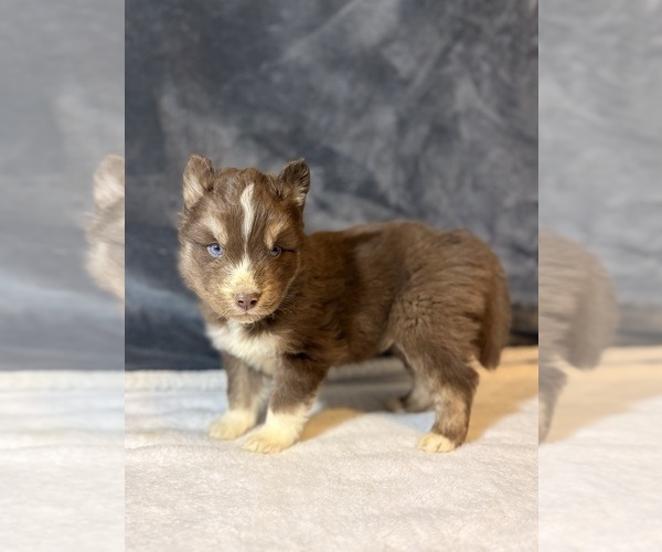 Medium Photo #4 Siberian Husky Puppy For Sale in HEMET, CA, USA