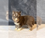Small Photo #5 Siberian Husky Puppy For Sale in HEMET, CA, USA
