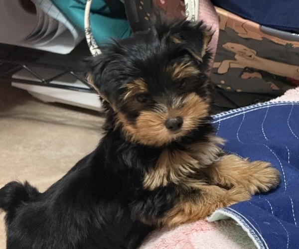 Medium Photo #1 Yorkshire Terrier Puppy For Sale in VALRICO, FL, USA
