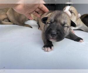 Labrador Retriever Dogs for adoption in Houston, TX, USA