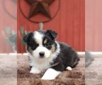 Puppy Ellie Australian Shepherd