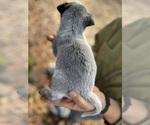 Small Photo #20 Australian Cattle Dog Puppy For Sale in OREGON HOUSE, CA, USA