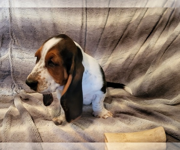 Medium Photo #4 Basset Hound Puppy For Sale in CLAREMORE, OK, USA