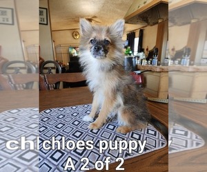 Pomeranian Puppy for sale in ODESSA, TX, USA