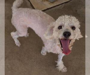 Poodle (Miniature) Dogs for adoption in San Antonio, TX, USA