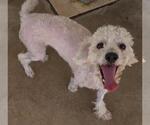 Cisco - Male Poodle (Miniature) Dog for Adoption - Small photo