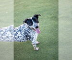 Small #5 Dalmatian Mix
