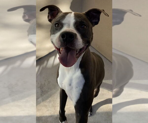 Medium Photo #3 American Pit Bull Terrier Puppy For Sale in Berkeley, CA, USA