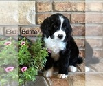 Small Photo #10 Bernedoodle Puppy For Sale in BRYANT, IA, USA
