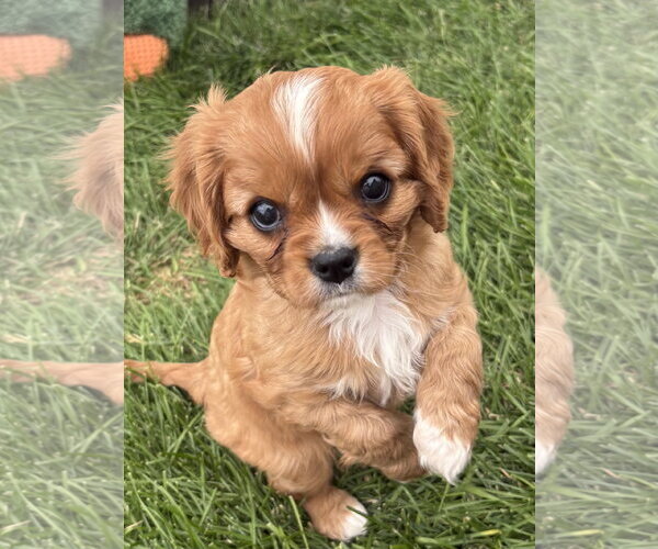 Medium Photo #1 Cavalier King Charles Spaniel Puppy For Sale in Sioux Falls, SD, USA