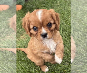 Cavalier King Charles Spaniel Dogs for adoption in Sioux Falls, SD, USA
